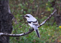 Giant Shrike