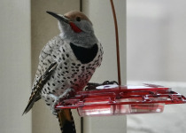 Gilded Flicker