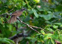Gilolo Honeyeater