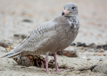 Glaucous Gull