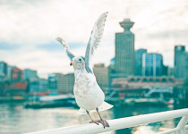 Glaucous-winged Gull