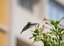 Glittering-bellied Emerald