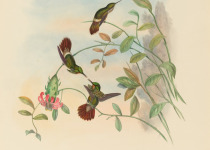 Glittering-throated Emerald