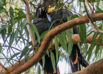 Glossy Black Cockatoo