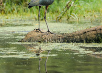 Glossy Ibis