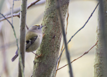 Goldcrest