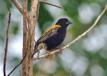 Golden-backed bishop