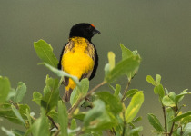 Golden-backed bishop