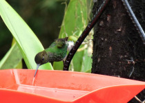 Golden-backed Mountain-tanager