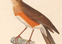 Golden-backed thrush