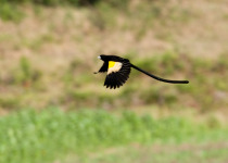 Golden-backed weaver