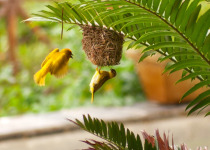 Golden-backed weaver
