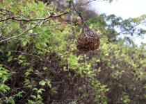 Golden-backed Weaver