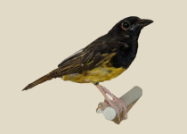 Golden-backed weaver