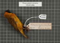 Golden-backed weaver