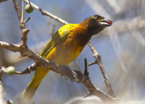 Golden-backed weaver