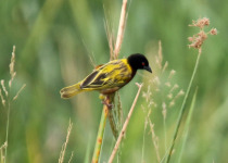 Golden-backed weaver