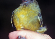 Golden-bellied Euphonia