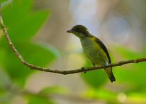 Golden-bellied Flowerpecker