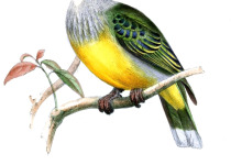 Golden-bellied Fruit Dove