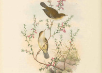 Golden-bellied Gerygone