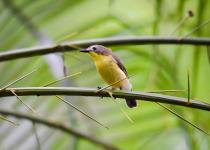 Golden-bellied Gerygone