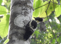 Golden-bellied Gerygone