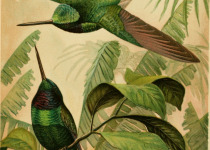 Golden-bellied Starfrontlet