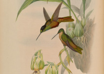 Golden-bellied Starfrontlet