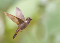 Golden-bellied Starfrontlet