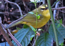 Golden-bellied Warbler