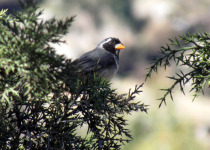 Golden-billed Saltator