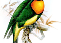 Golden-breasted Fruitcrow