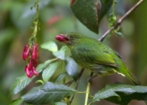 Golden-breasted Fruitcrow