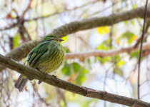 Golden-breasted Fruitcrow
