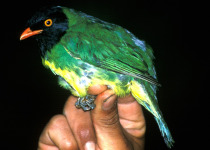 Golden-breasted Fruitcrow