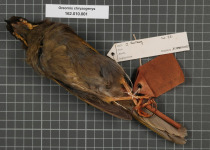 Golden-breasted Fulvetta