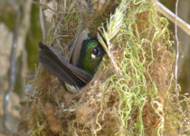 Golden-breasted Puffleg