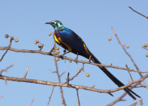 Golden-breasted Starling