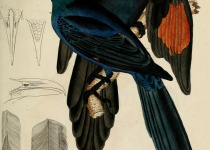 Golden-breasted Starling