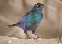 Golden-breasted Starling