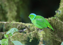 Golden-browed Chlorophonia