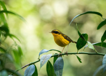 Golden Bush Robin
