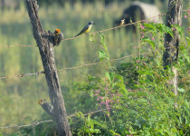 Golden-cheeked Woodpecker