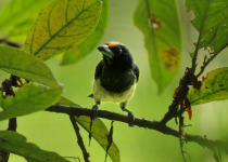 Golden-collared Barbet