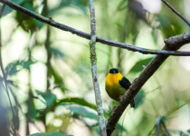 Golden-collared Manakin