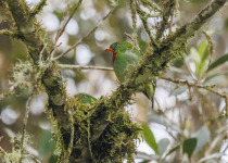 Golden-collared Manakin