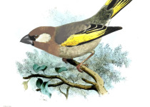 Golden-crowned babbler