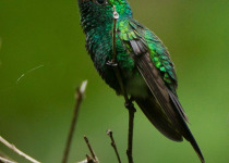 Golden-crowned Emerald