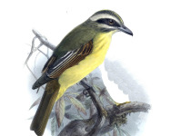 Golden-crowned Flycatcher